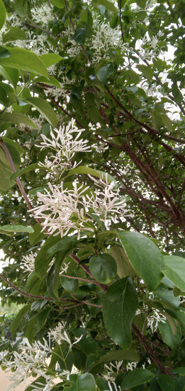 A tree with white, trailing, fringe-like blooms