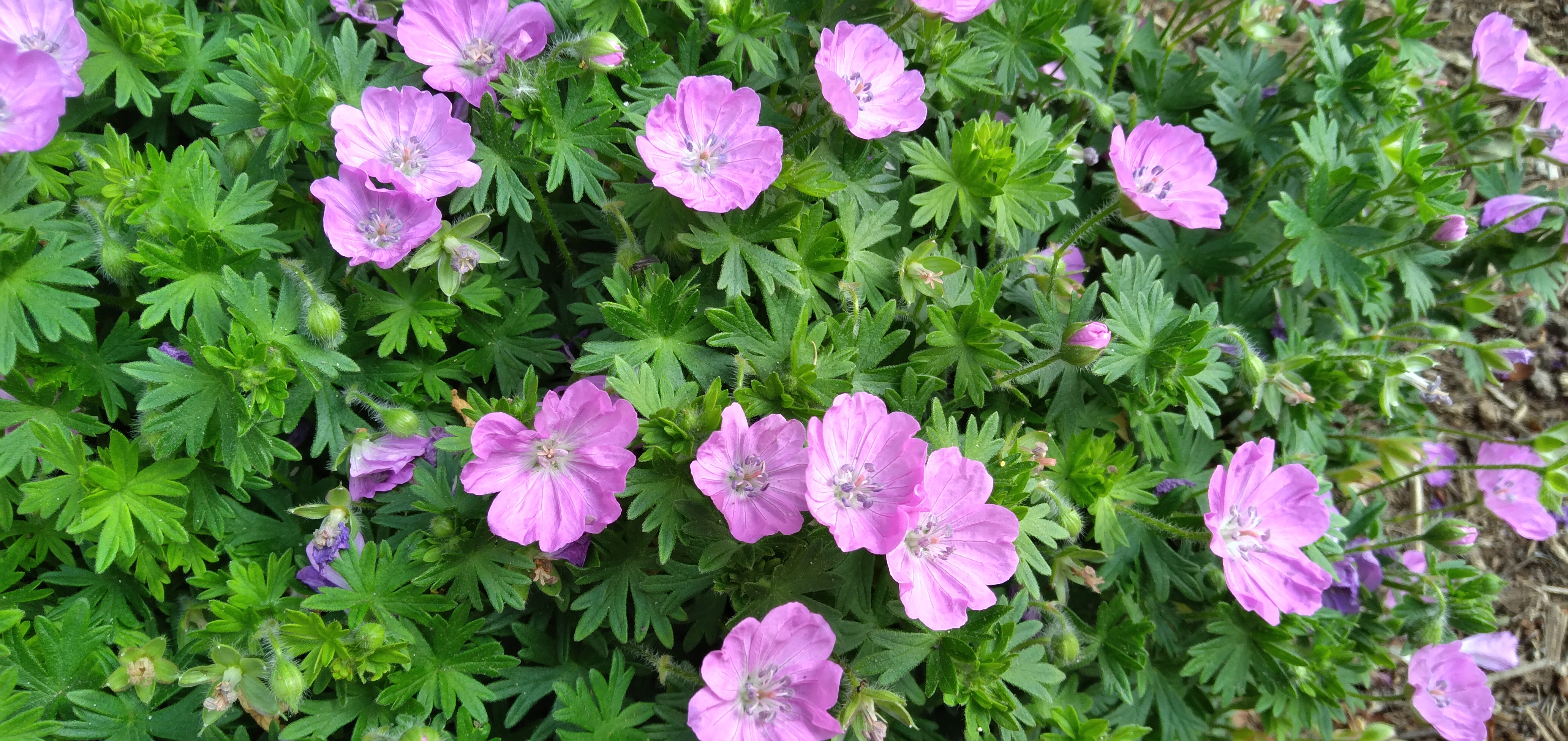 A close-up of pink flowers on a green leafy plant