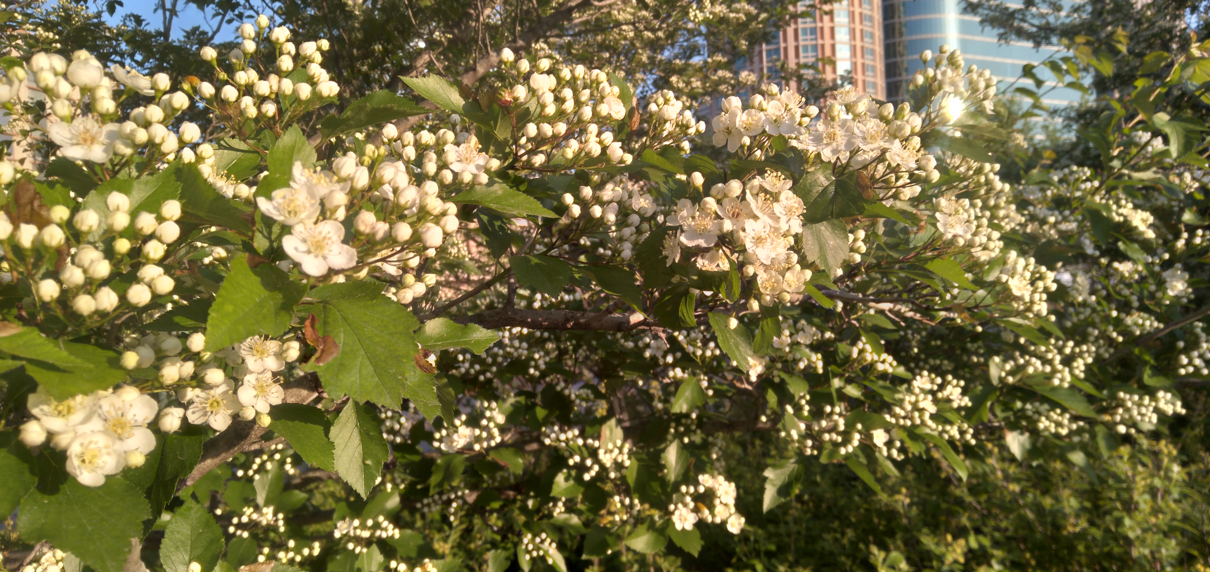 A closeup of white buds and blooms, tightly packed on a branch with green leaves. City buildings are behind the plant.