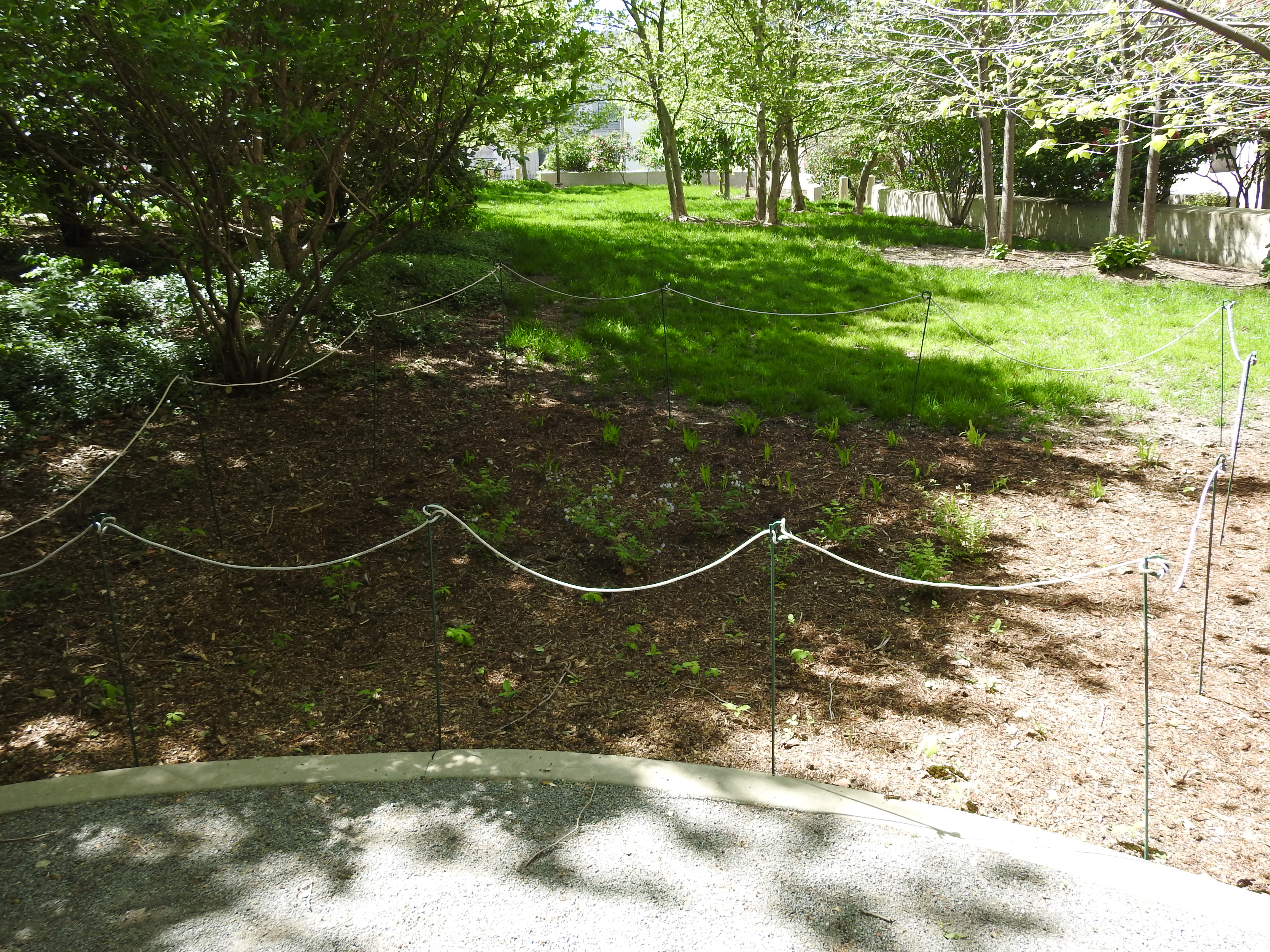 A white rope closes off a cleared area in a garden. Pavement is in the foreground