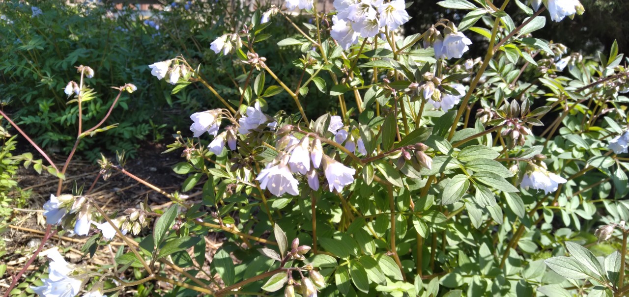 A plant with green leaves and pastel bluish-purple bell-shaped flowers