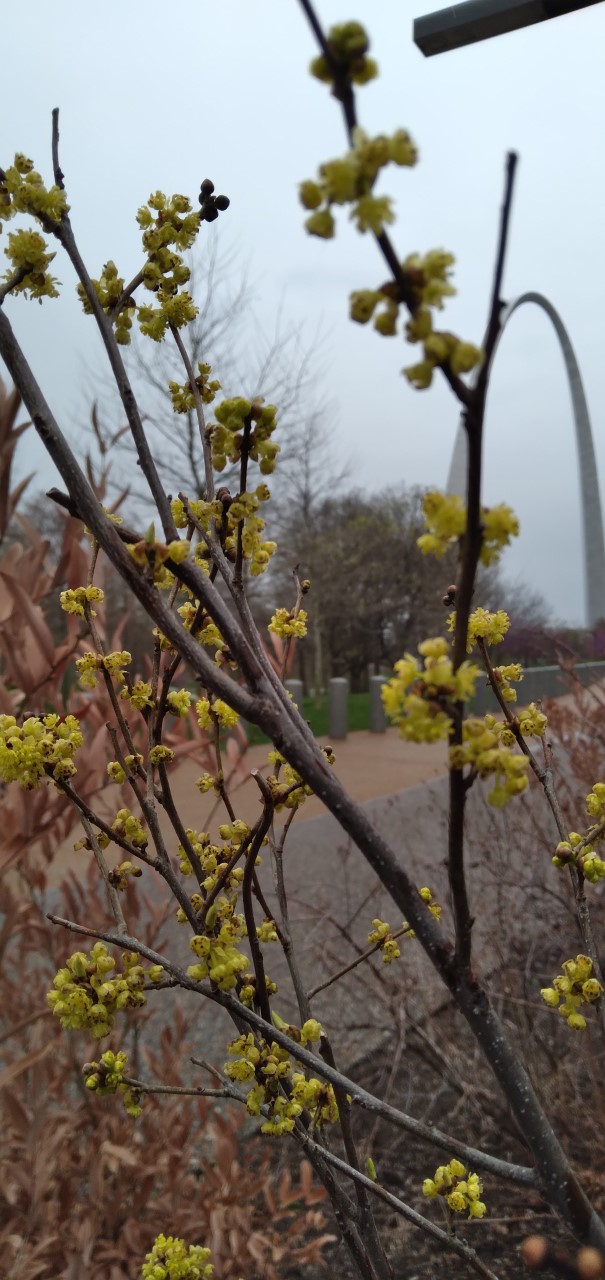 Small yellow budlike blossoms on brown twigs. The Gateway Arch is in the background