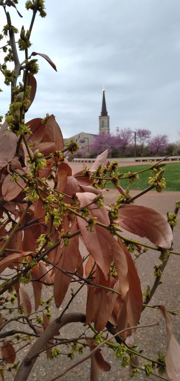 Small yellow budlike blossoms on a brown twigs. A church is in the background. There are also long, pointed coppery leaves on the branches.