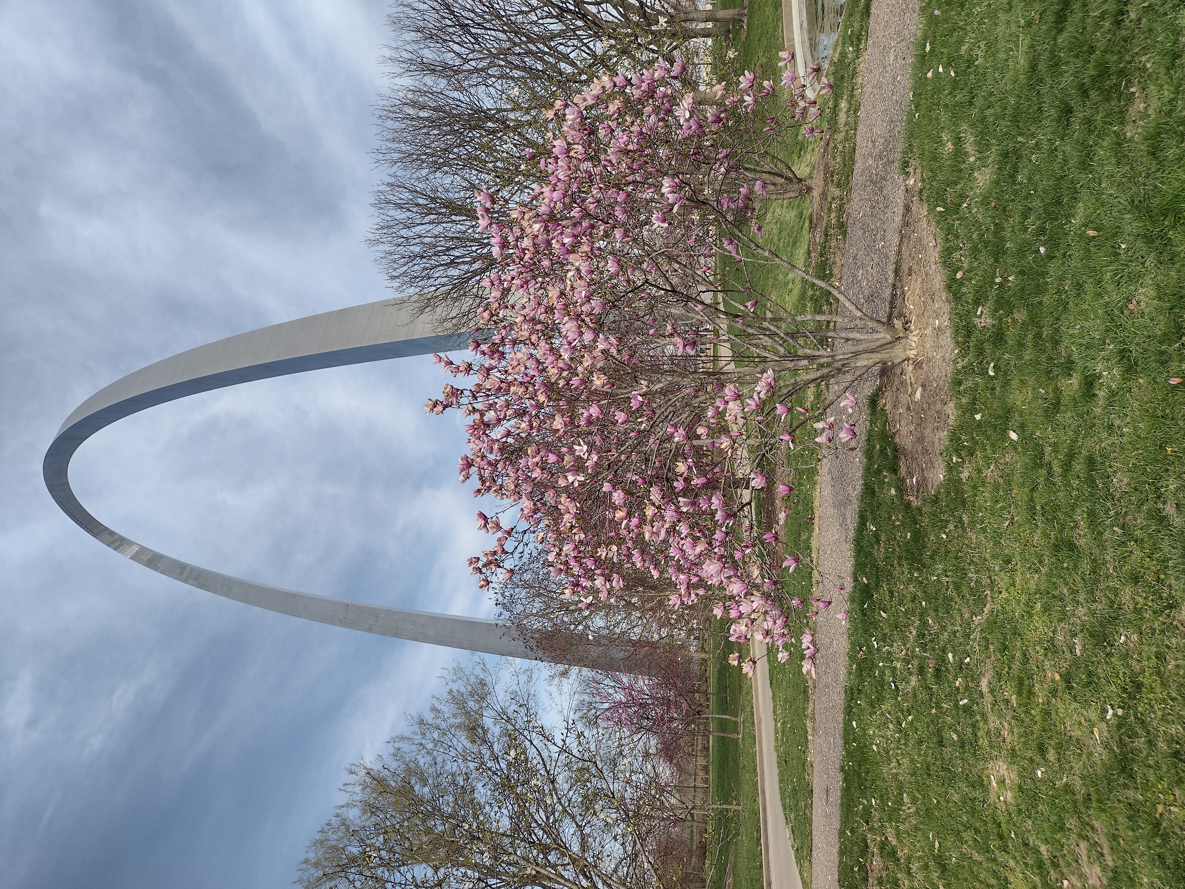 A small tree covered in pink and white blooms, with the Gateway Arch in the background