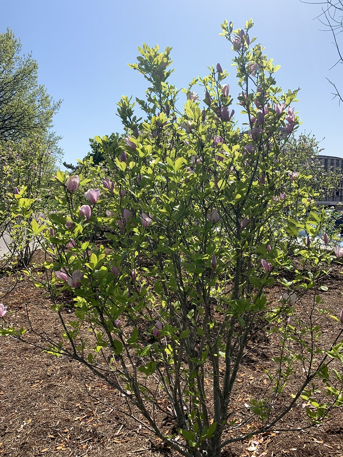A small tree with lush green leaves and pale pink flowers