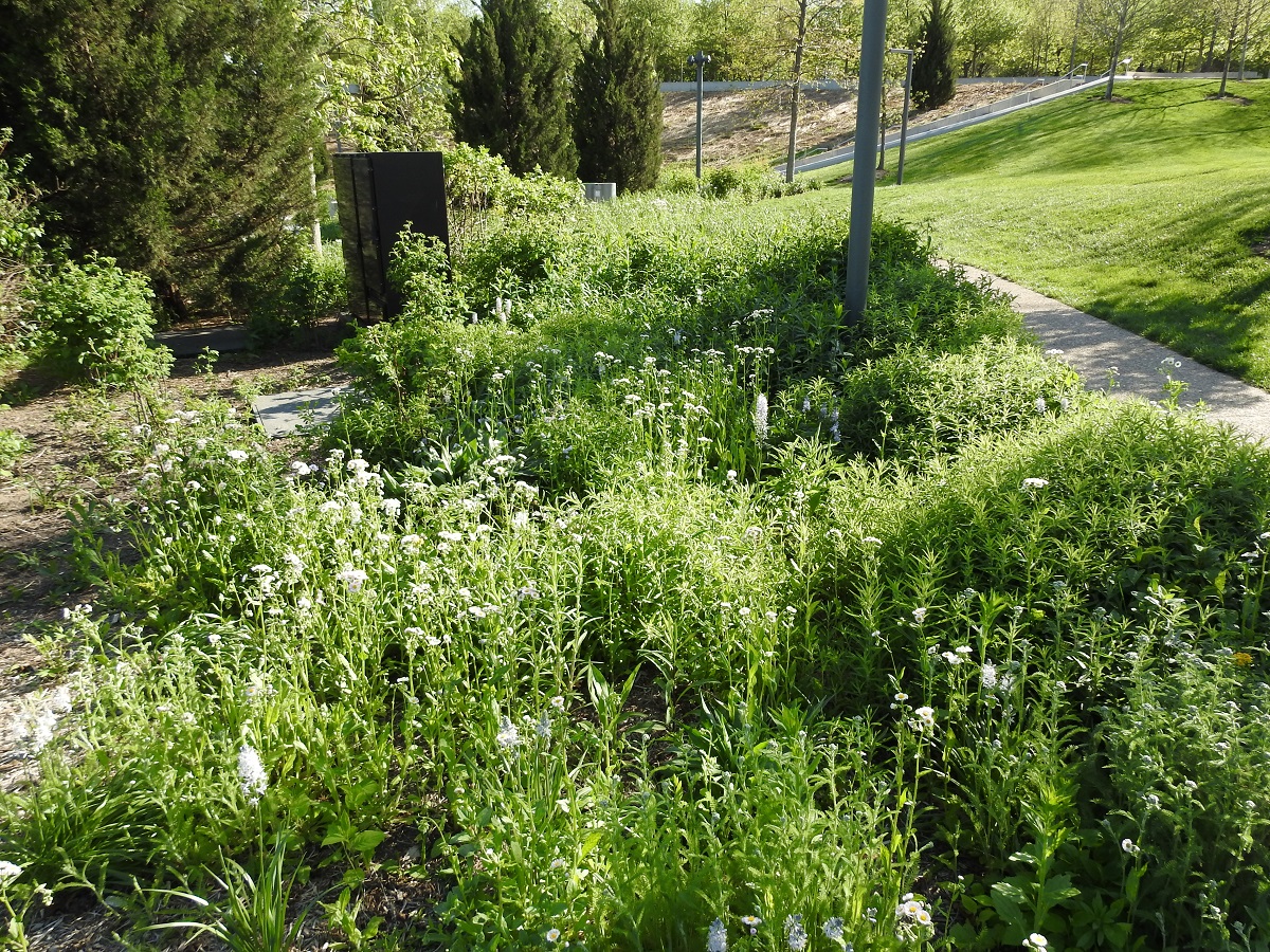 A wide view of a patch of garden. Several flower species are present, all growing together. Concrete walkways surround the garden patch.