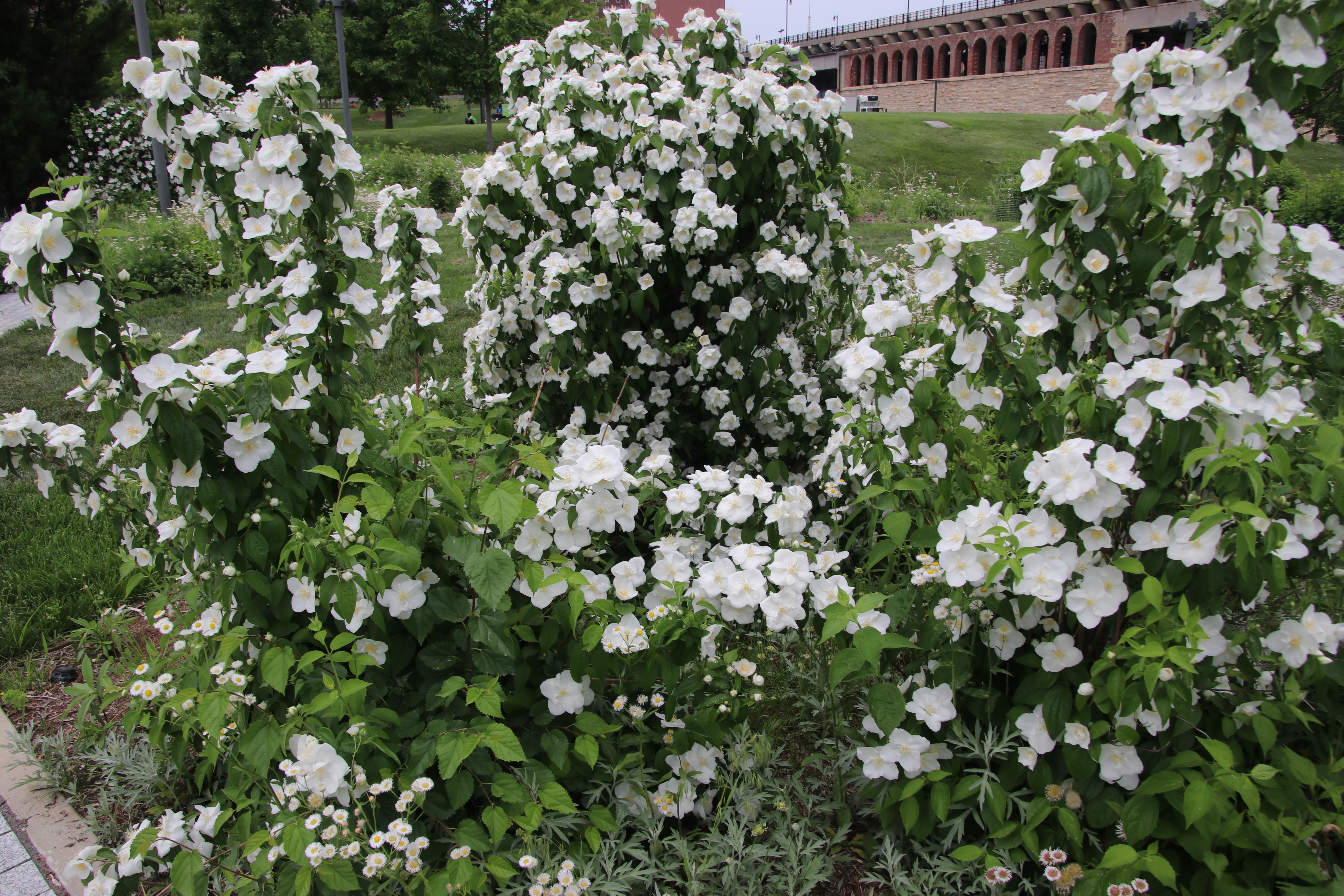 Several small bushes covered in very large, showy white flowers