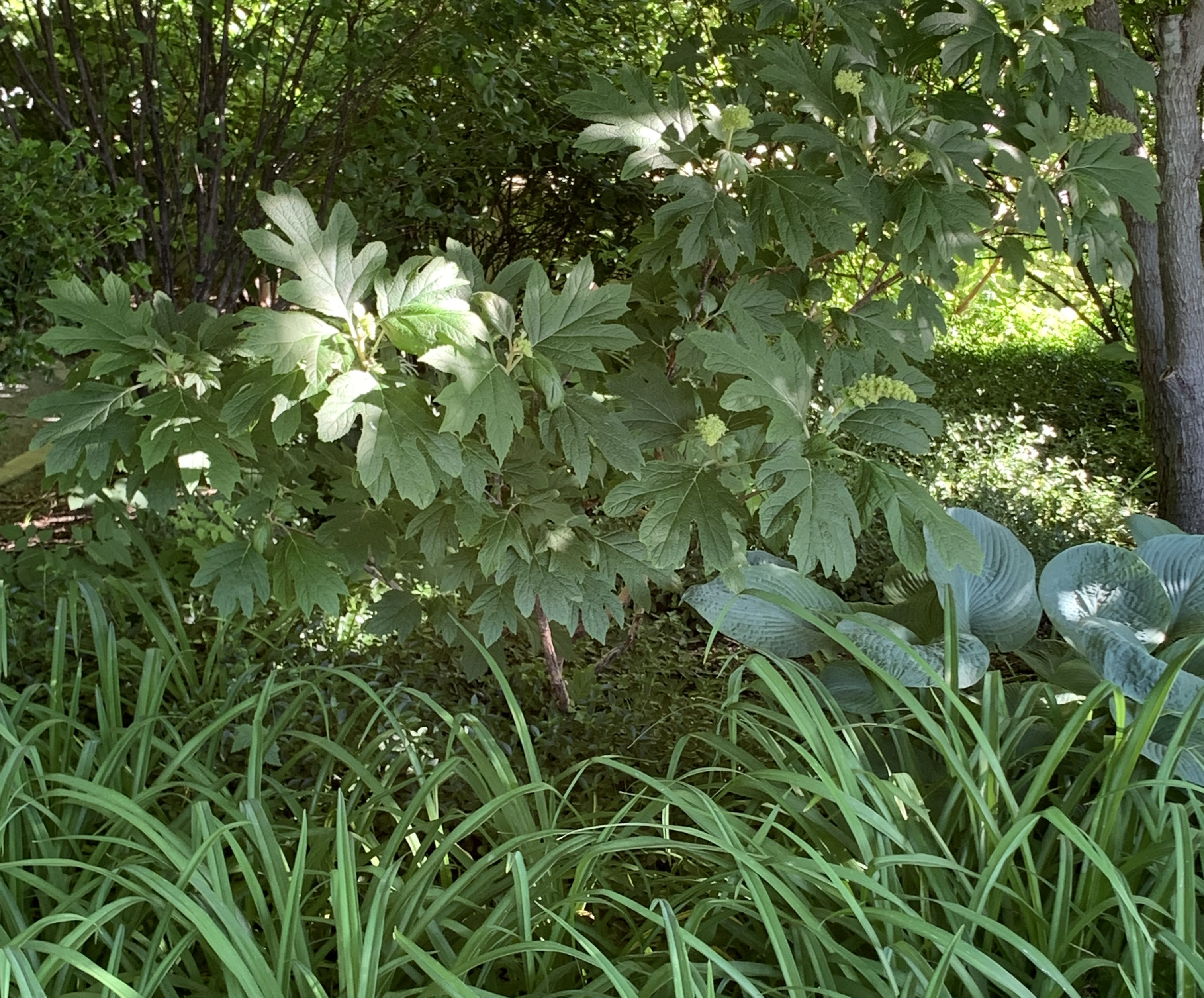 A large bushy plant with green lobed oak-like leaves and a mostly unopened flower at its tip