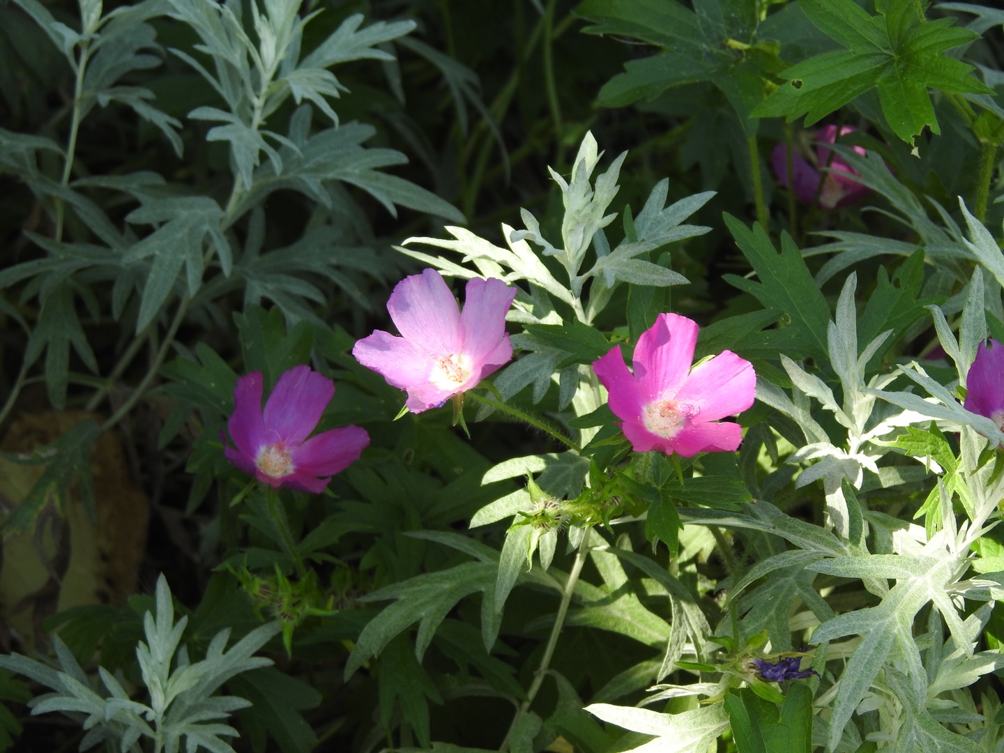 Pinkish-purple cup shaped flowers with green leaves in background