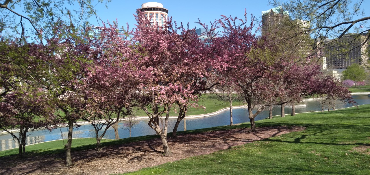 Several small trees with pink flowers. A pond and several skyscrapers are in the background.