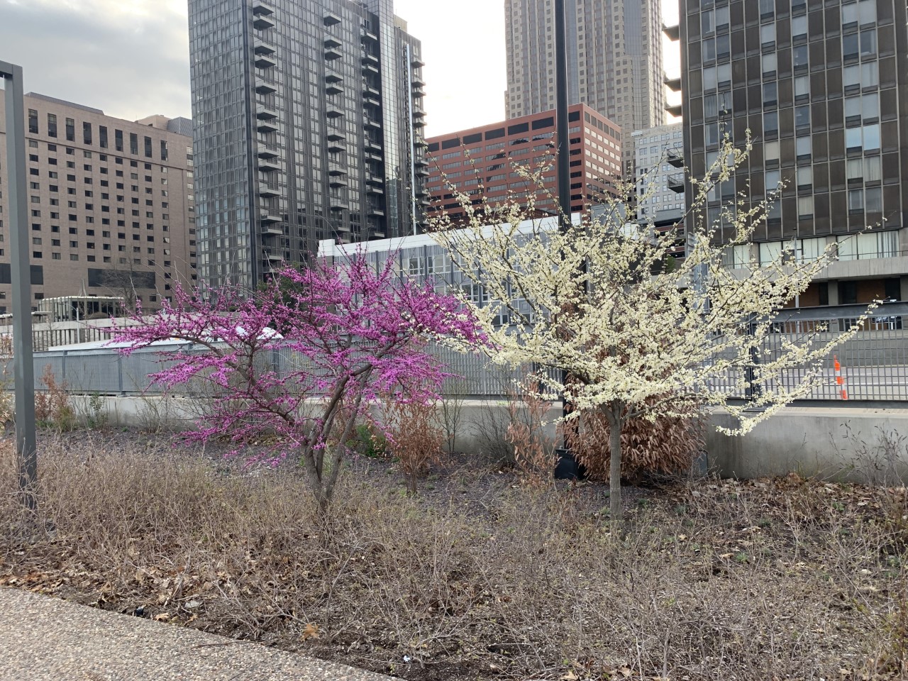 Two trees, one purplish-fuchsia and one white, growing next to each other. City buildings are in the background.