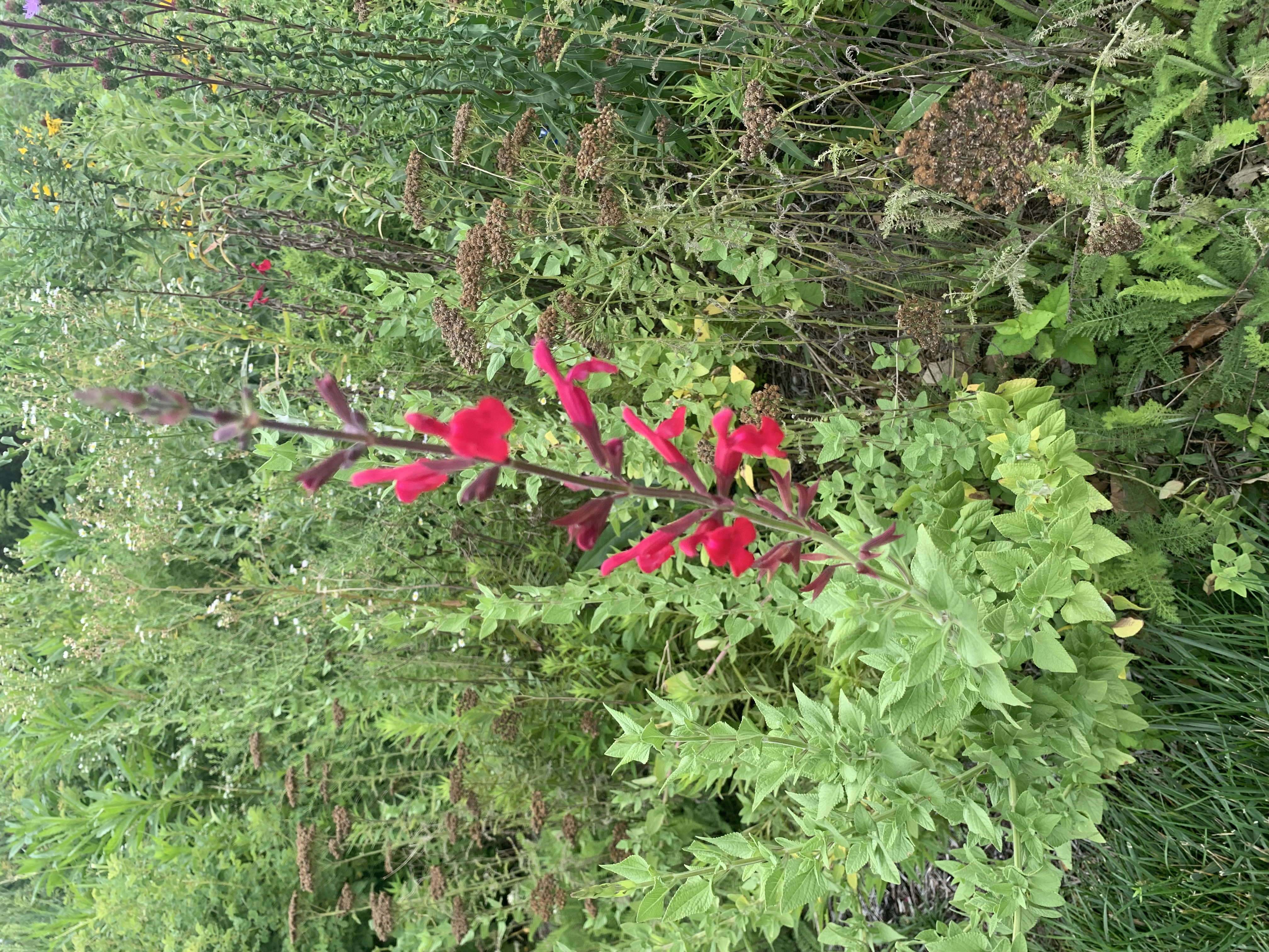 A thin dark-red flower stalk with brilliant red trumpet-like flowers sticking out in all directions