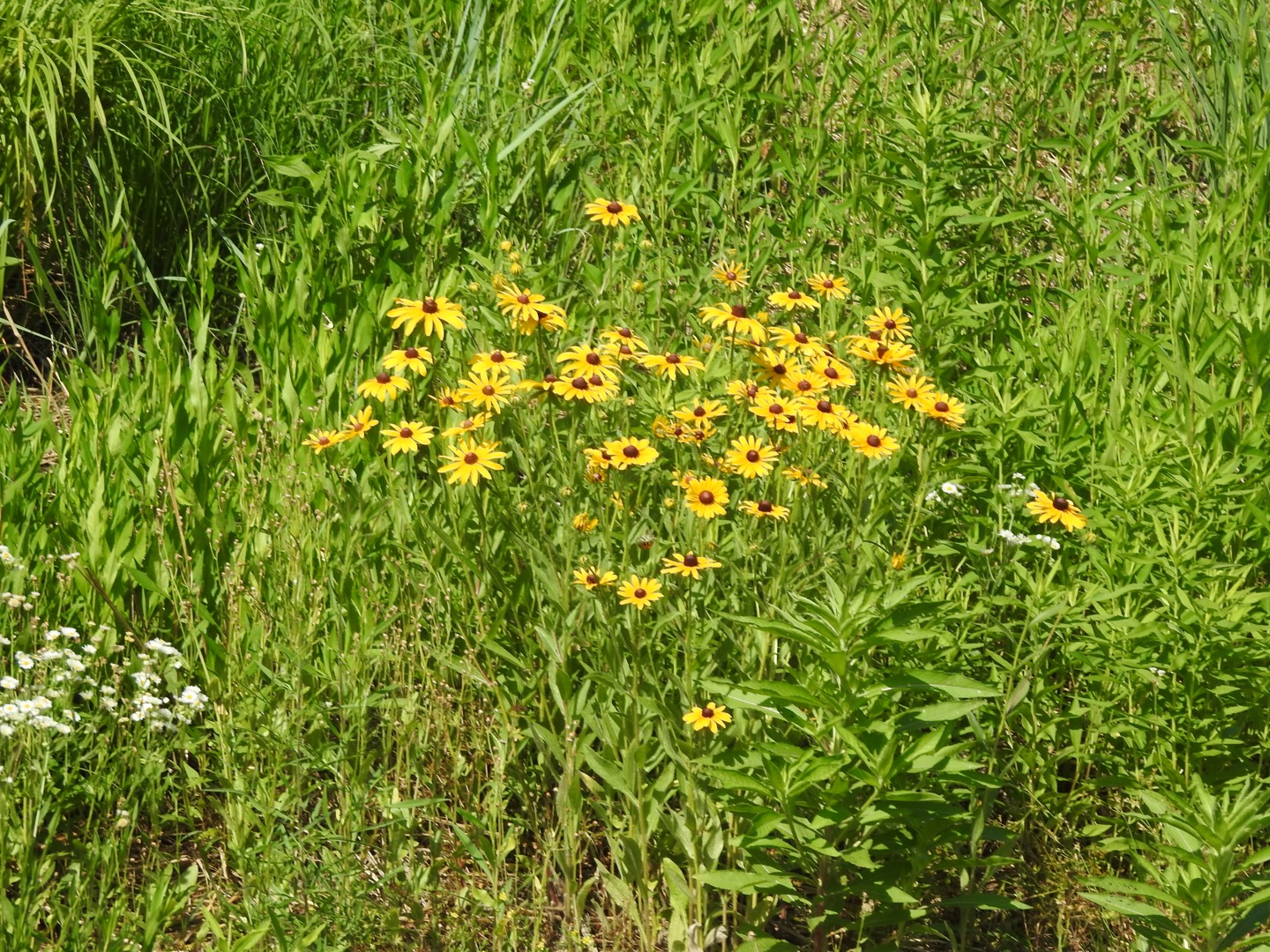A clump of bright yellow flowers with black centers. Tall grasses surround the flowers on all sides.