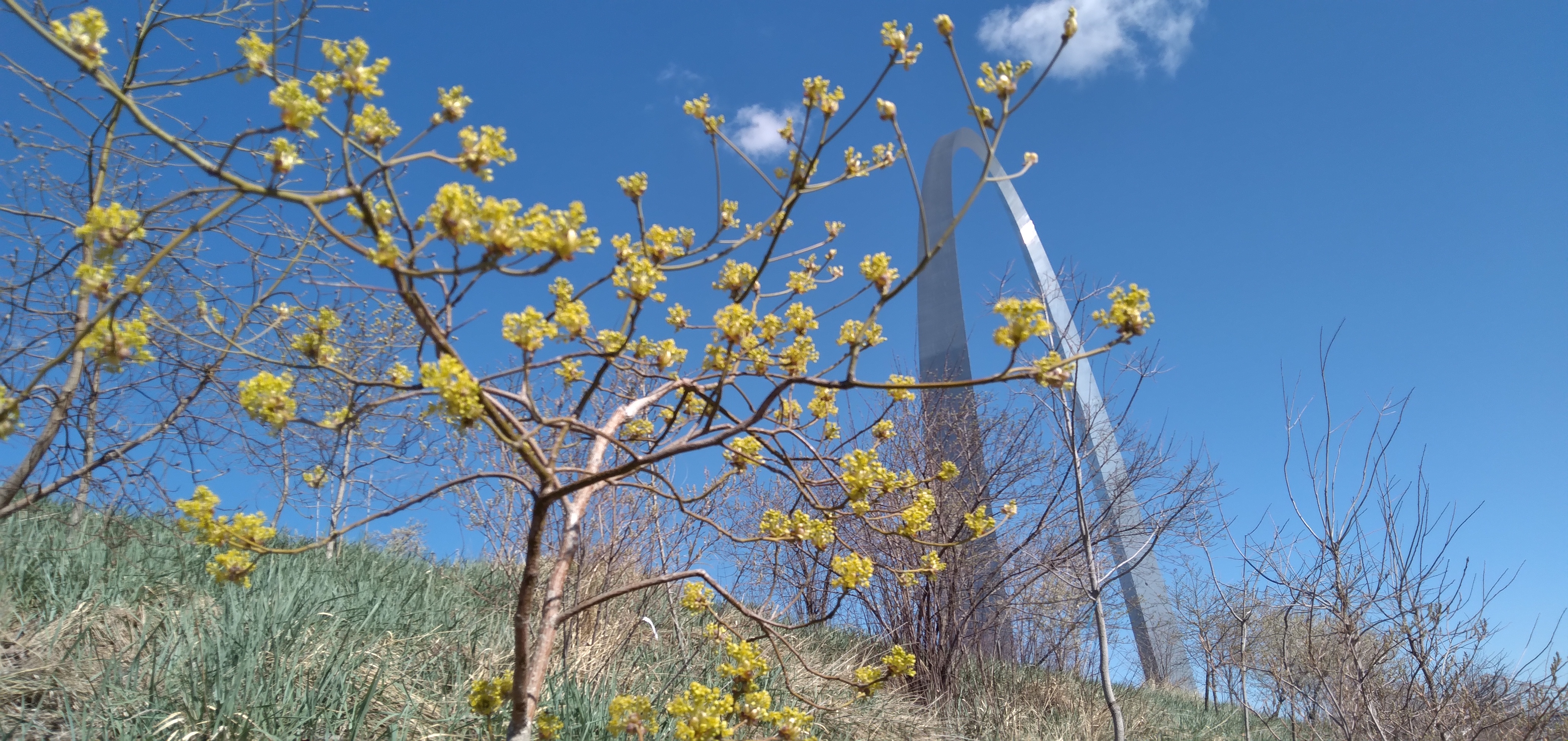 A yellow-blossomed tree, with grass in the foreground. The Gateway Arch is in the background.