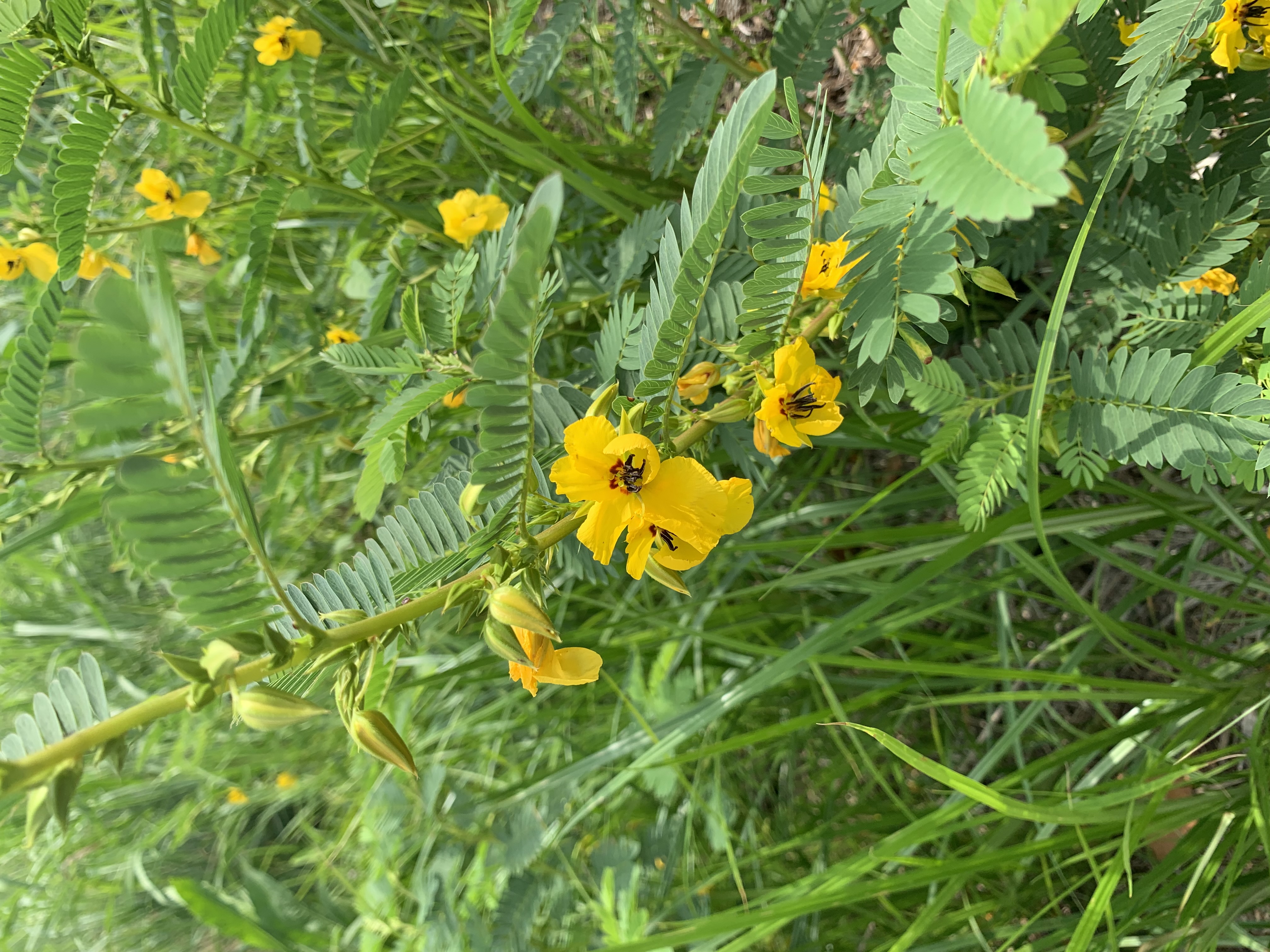 A plant with large yellow flowers
