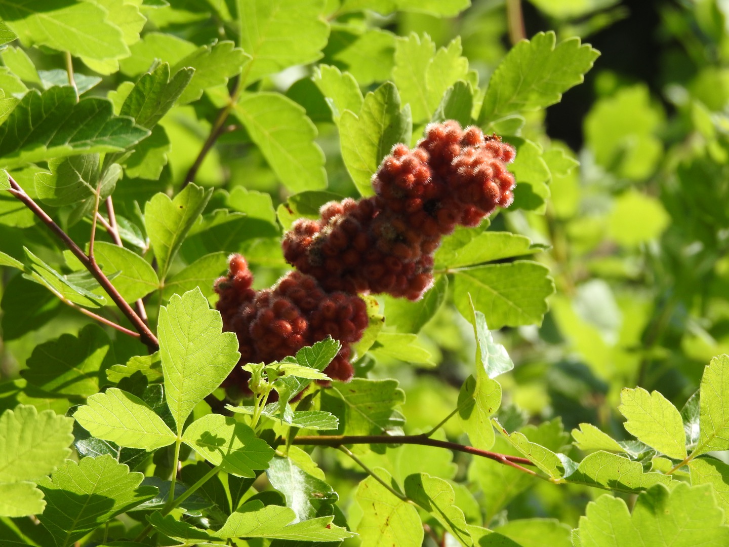 A bunch of fuzzy red ball-shaped fruits joined together in a tubelike formation. Green leaves are in the background.