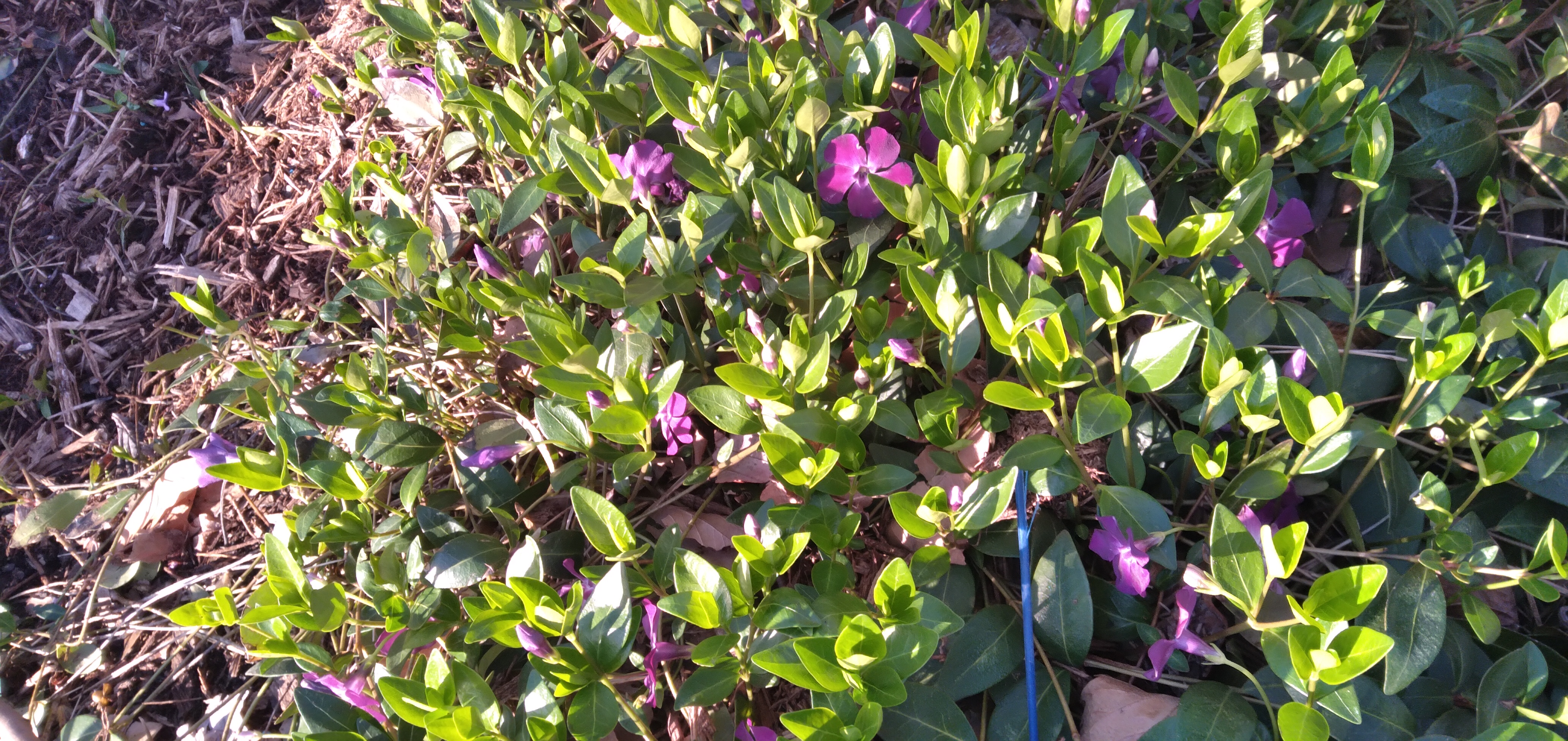 A small purple flower in a thick mat of green leaves