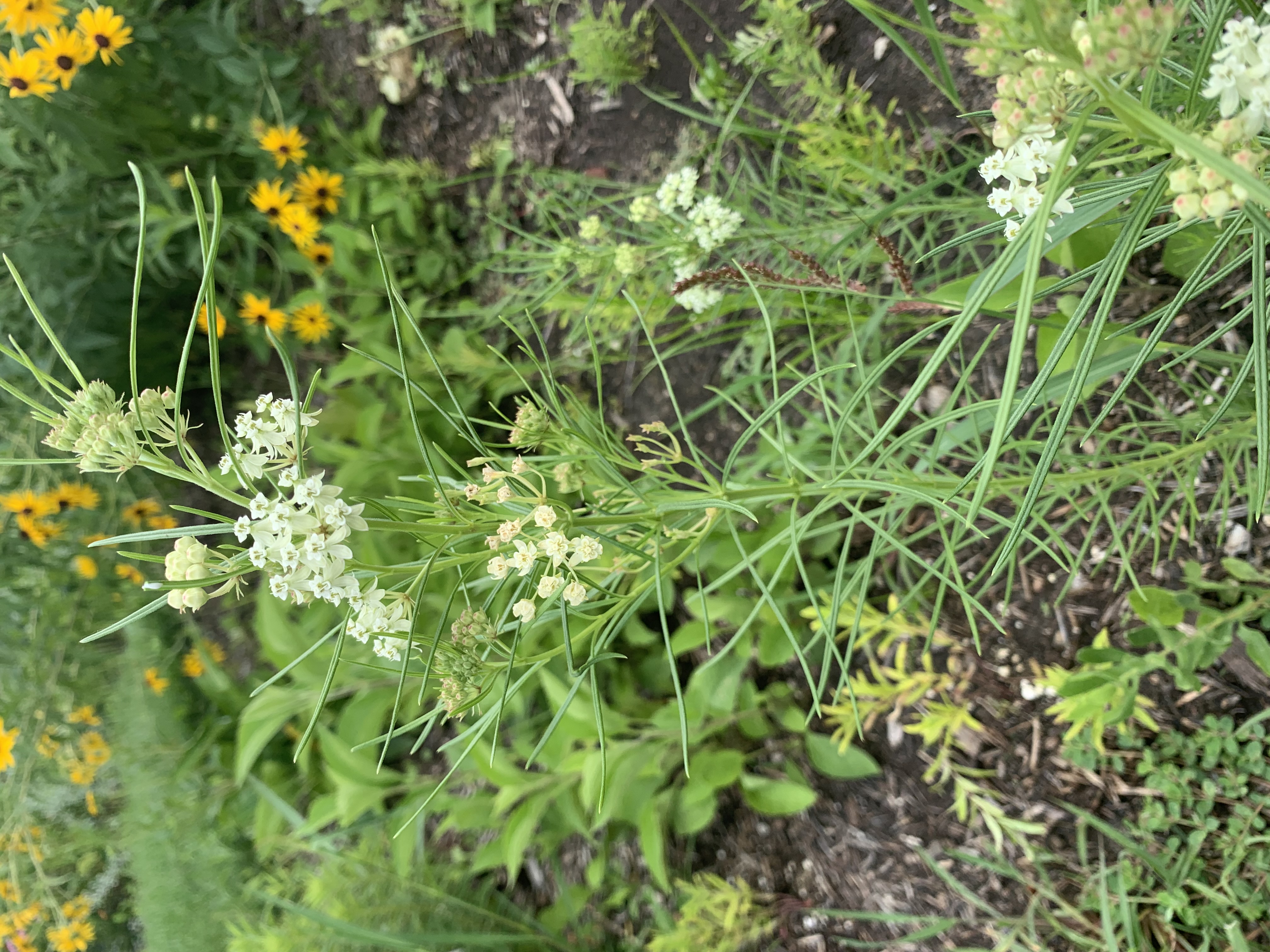 A green plant with delicate white flowers at the top and thin green needle-like leaves