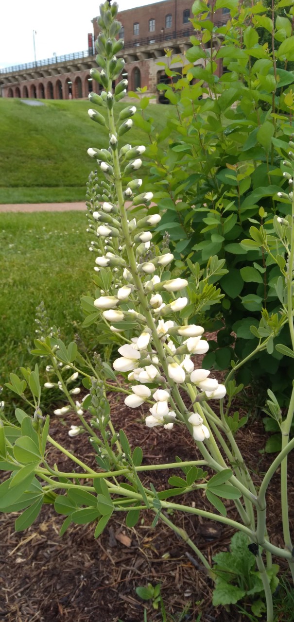 A plant with white flowers arranged on a tall stalk, like a lupine