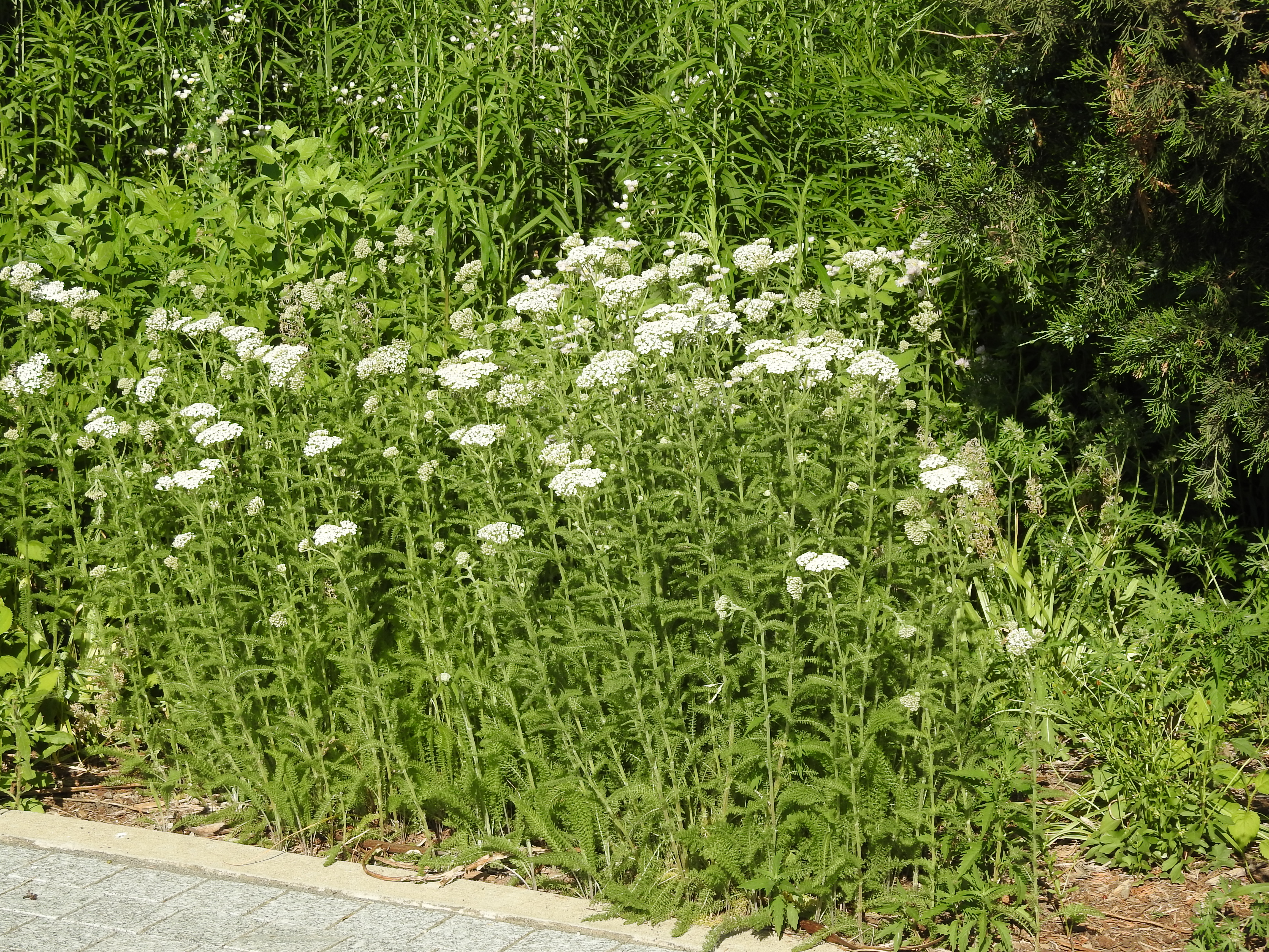 A far-away shot of several tightly grouped tall green plants with white flowers on top.