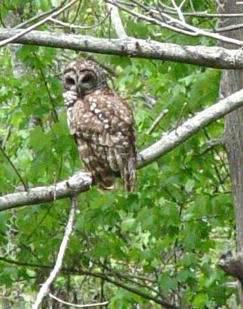 Barred Owl