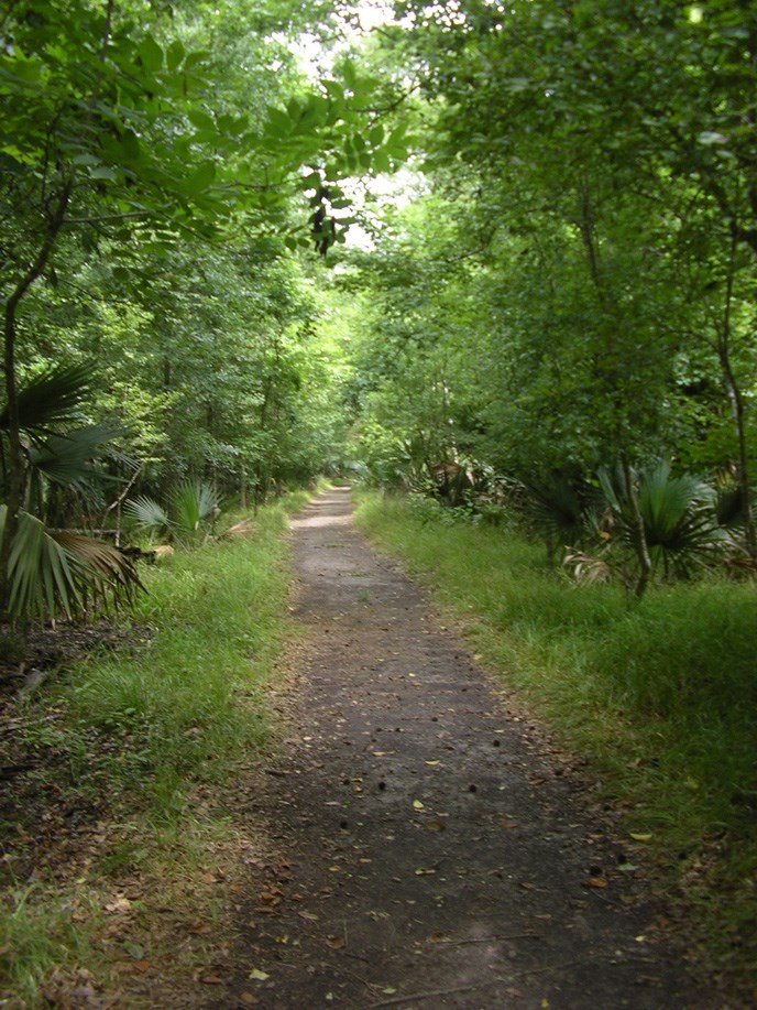 Image of a wide dirt trail leading into thick green woods