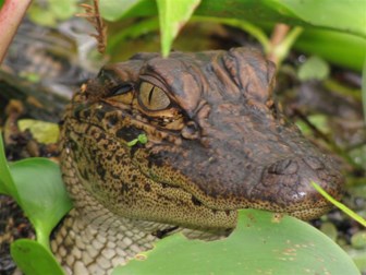 Image of alligator peering out from between leaves