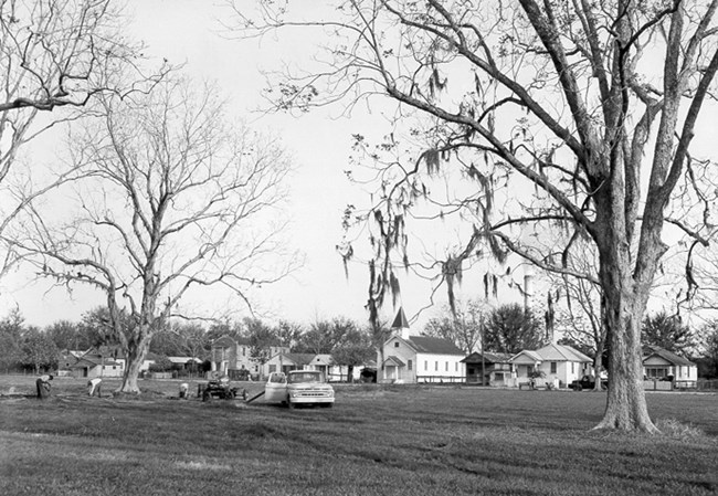 Image of houses with tall pecan trees in the foreground
