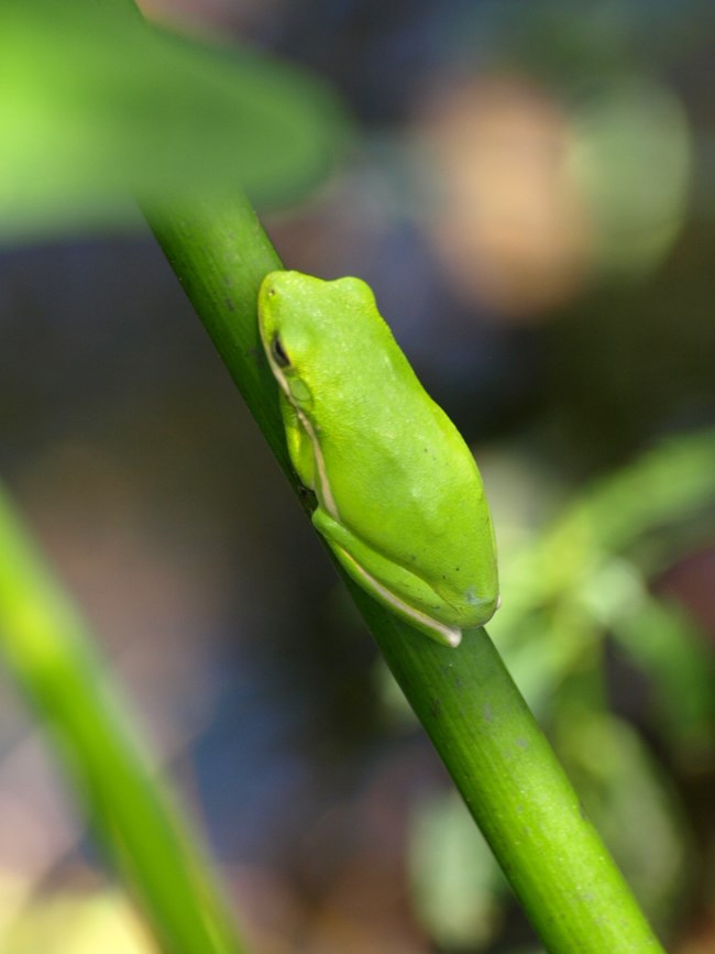 Green tree frog credit Wanda Lee Dickey 336 wide