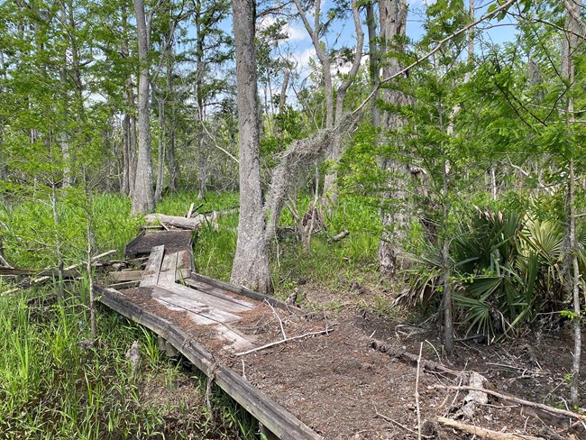 A boardwalk trail damaged by trees and branches, with planks missing and debris on the platform.