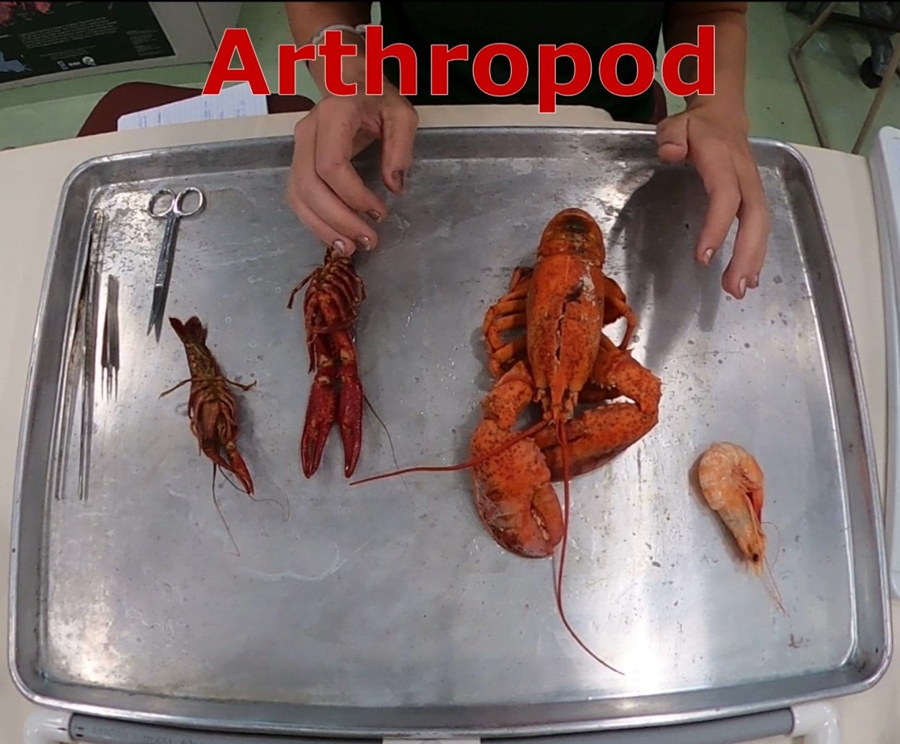 a crawfish on a tray with the word "Arthropod"