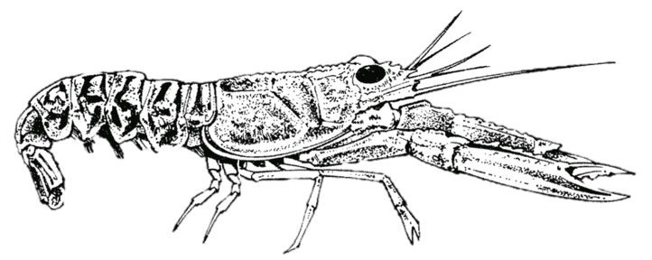 Illustration of a crawfish