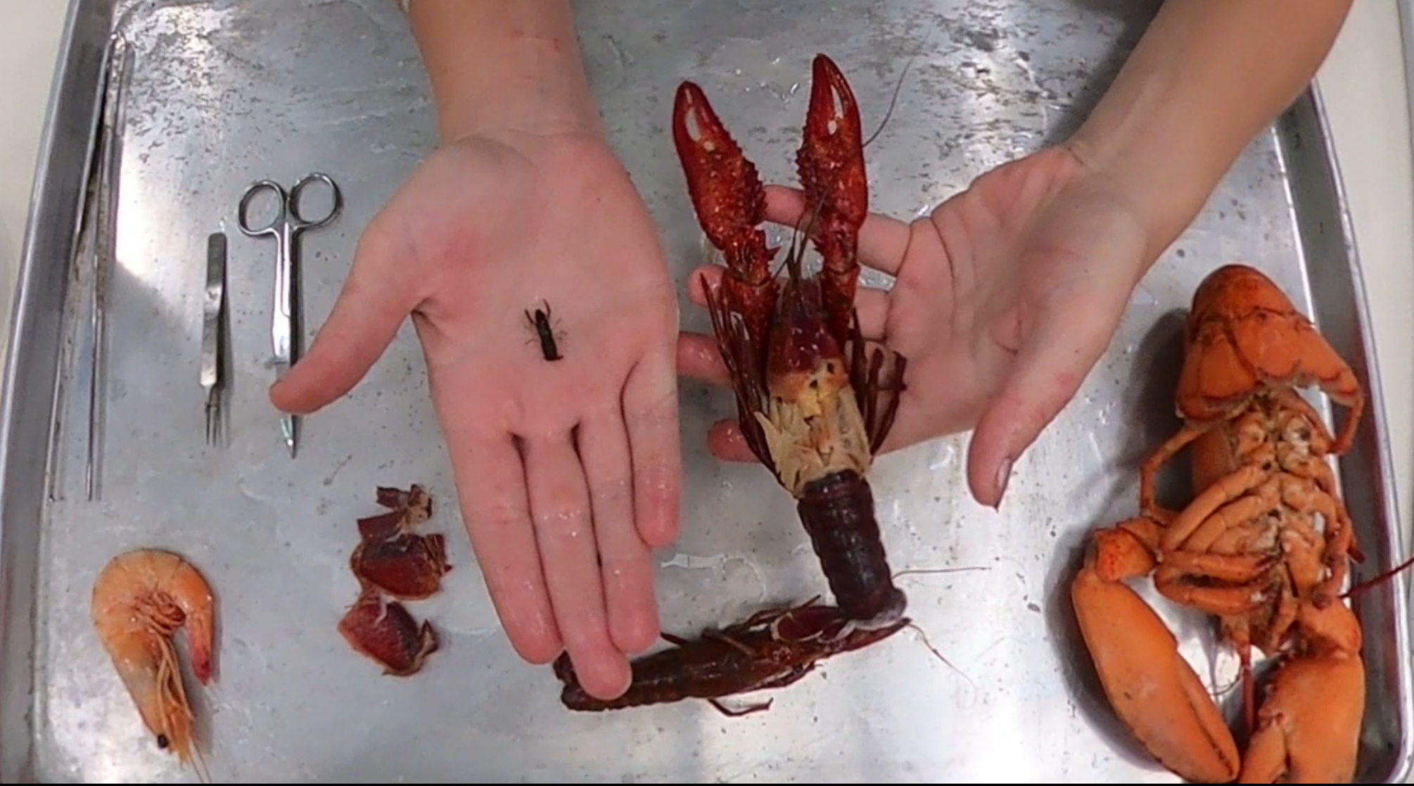 a small and large crawfish, to compare size