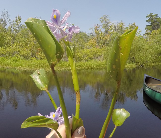 A hand holds a green water hyacinth plant with purple flowers