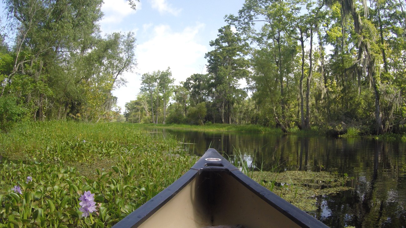 a green canoe on a bayou with green plants with purple flowers