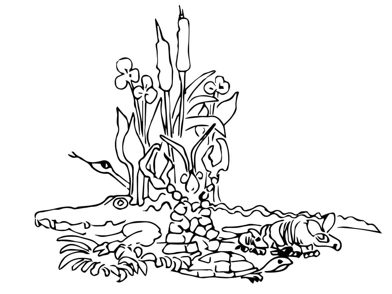Illustration of wetland plants and animals