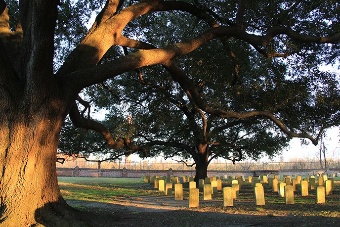 Live oak trees shade Chalmette National Cemetery headstones