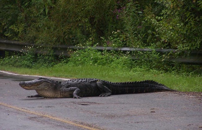 Large alligator on highway