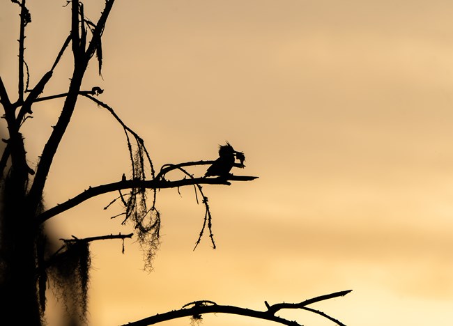 A Silhouette of a Belted Kingfisher with a shaggy crest on its head and a long beak perches on a branch with a fish in its mouth