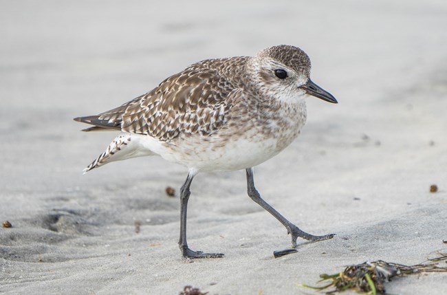 A Black-bellied Plover stands on a sandy beach with its white and gray feathers blending in with the sand. The bird is in its winter plumage, with a white belly and grey wings.