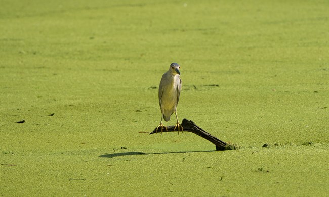 A Black-crowned Night Heron perched on a small broken limb just above the water in sunlight. The bird has black cap, upper back and scapulars; gray wings, rump and tail; and white to pale gray underparts.