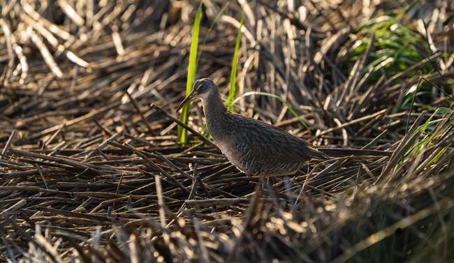 A Clapper Rail standing on top of flattened marsh grass. The bird has a chestnut-and-gray plumage with a long bill.