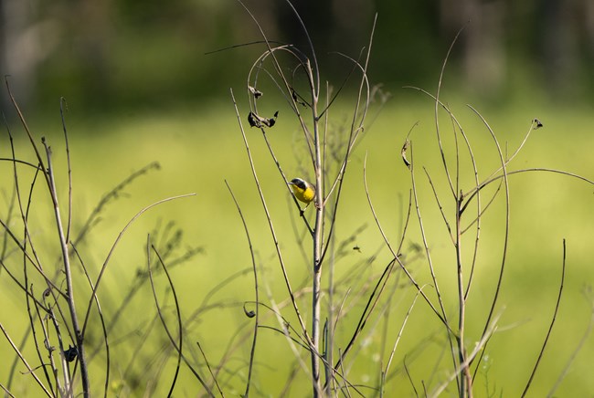 A small yellow bird with a black mask on its face perches on tall grass