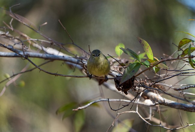 The bird is grayish to olive-green in color and has few bold markings. It has a short darkish line through its eye and thin pale eye arcs.