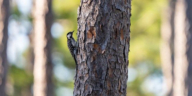 An image of a red-cockaded woodpecker climbing up a pine tree. The bird has black and white feathers with a small red patch on its head. It is clinging to the bark of the tree with its sharp claws and is surrounded by pine needles and branches.