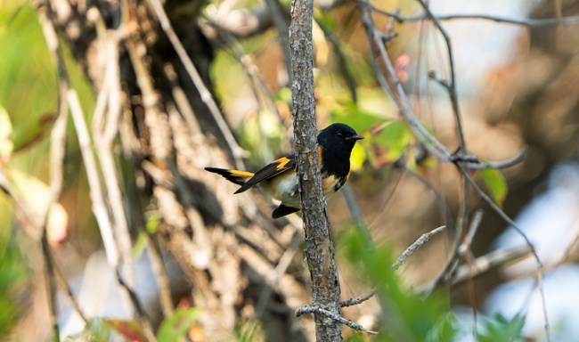 A small bird with a coal-black feathered body and vivid orange patches on the sides, wings, and tail, perches on a tree branch.