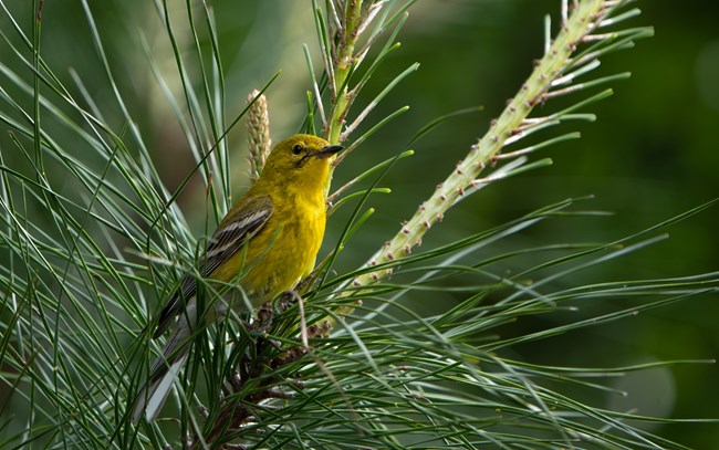 A Pine Warbler perched on a Pine tree branch with its yellowish feathers on the body with black and white wing bars and small sturdy bill.
