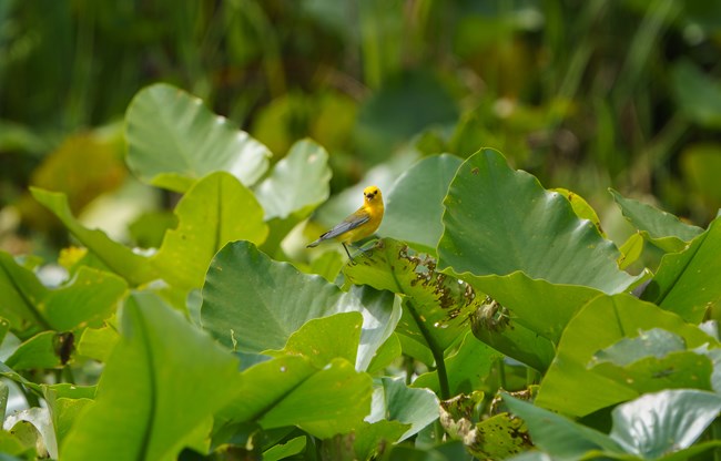 A small yellow bird perches on top of a green plant.