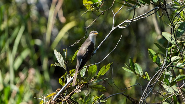 The bird is slender and long-tailed with brown feathers above and white feathers below. It has a yellow bill and large white spots on the underside of its tail. It is sitting still on a branch.