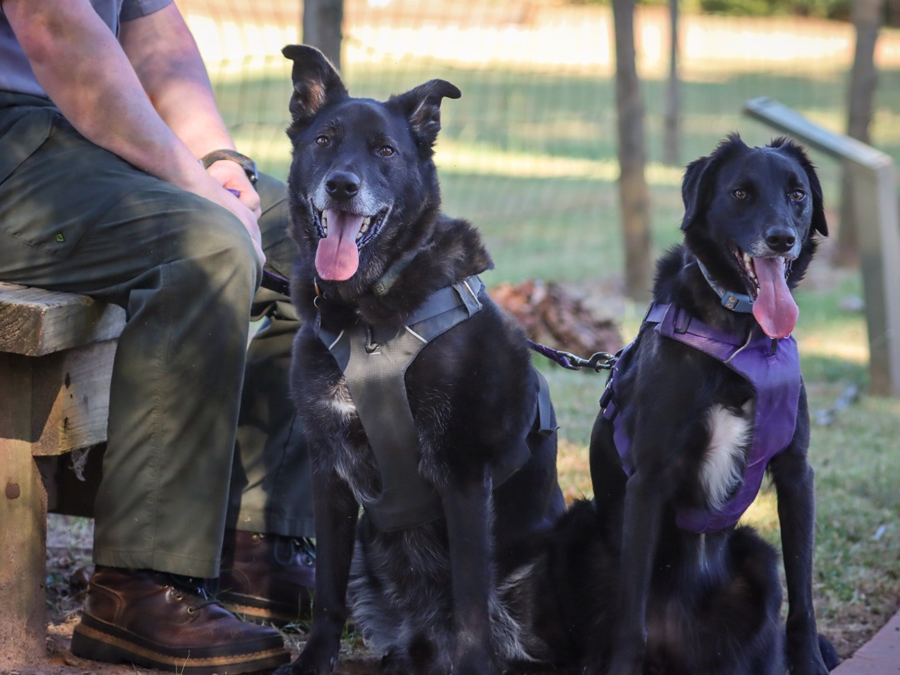 Bark Rangers Asiago and Brie sit beside a park ranger on a bench at the Jimmy Carter Boyhood Farm.